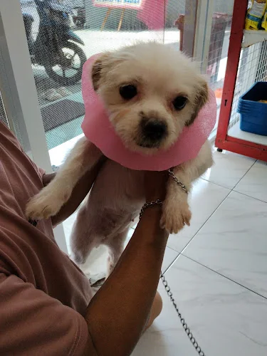 Gambar pada sumber untuk A2 VET Karawaci
