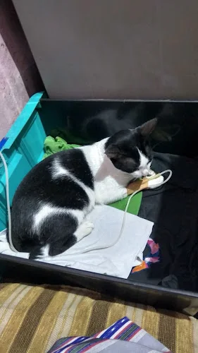 Gambar pada sumber untuk Burdizzo Pet’s Care